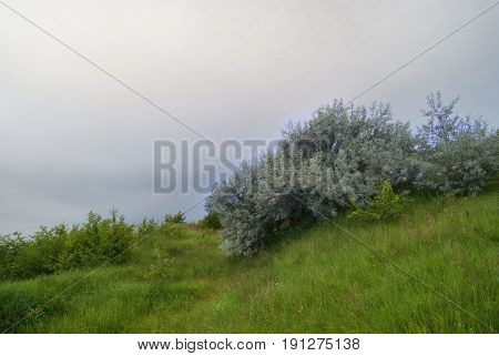 Blooming Tree Of Elaeagnus Commutata On The Misty Hillside