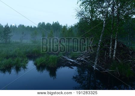 Dawn moonset over the summer forest and beaver hut