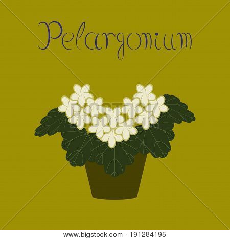 flat illustration on stylish background plant Pelargonium
