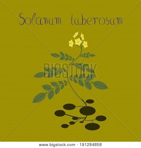 flat illustration on stylish background plant Solanum