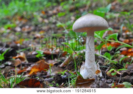 Amanita vaginata, the grisette in the forest, Gray slim amanita mushroom
