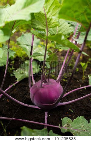 Closeup of a purple Kohlrabi or turnip plant growing in in the garden ready to harvest fresh and ripe