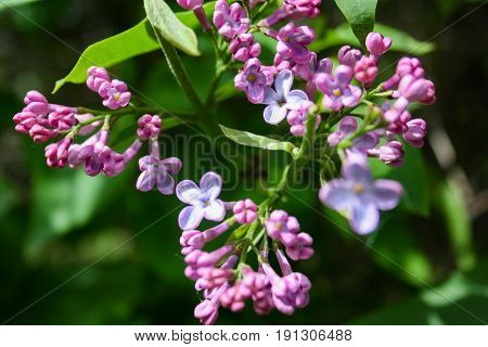 Lilac Blooms. A Beautiful Bunch Of Flowers Closeup. Spring Flowering. Lilac Bush Bloom.