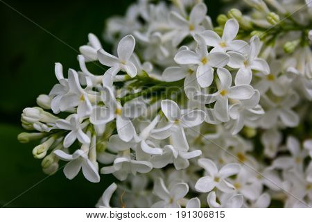 Lilac Blooms. A Beautiful Bunch Of Flowers Closeup. Spring Flowering. Lilac Bush Bloom.