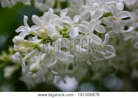 Lilac Blooms. A Beautiful Bunch Of Flowers Closeup. Spring Flowering. Lilac Bush Bloom.