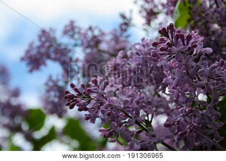 Lilac Blooms. A Beautiful Bunch Of Flowers Closeup. Spring Flowering. Lilac Bush Bloom.