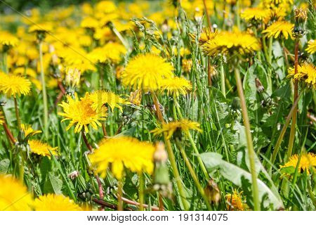 Close Up Of Blooming Yellow Dandelion Flowers In Garden On Spring Time.