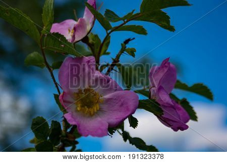 Briar Flowers, A Bush Of A Blossoming Dog Rose