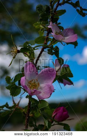 Briar Flowers, A Bush Of A Blossoming Dog Rose