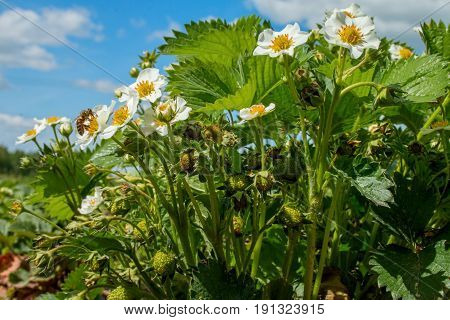 Strawberry flowers with green strawberries on a sunny day