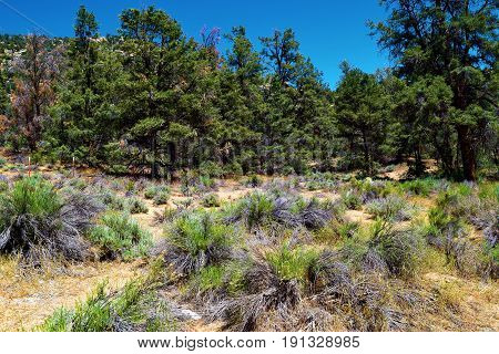 Meadow of Sagebrush surrounded by a Pine Forest taken at the Sierra Nevada Mountains in Kennedy Meadows, CA