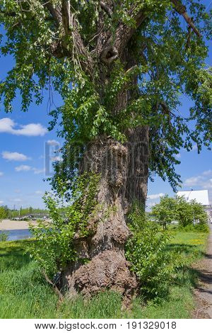Trunk Of A Very Old Tree With Growths Close-up