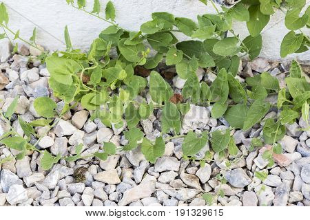 Weeds parasites pests dandelion grass in gravel before herbicide weedkiller weed whacker