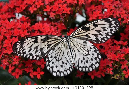 A PRETTY WHITE TREE NYMPH BUTTERFLY LANDS ON A FLOWER IN THE GARDENS