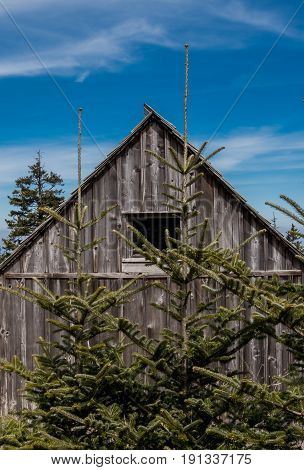 Two Small Pine Trees Grow Near Weathered Cabin in Smokies