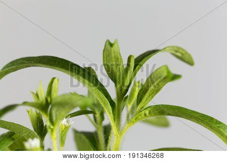 Leaves of of a candyleaf plant (Stevia rebaudiana)