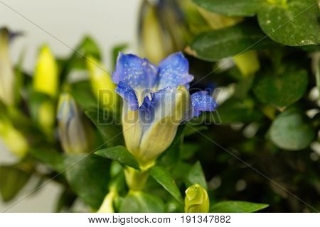 Flower of a Korean or Japanese gentian (Gentiana scabra)