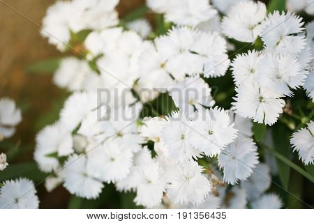 White Dianthus chinensis flower is species of Dianthus native.