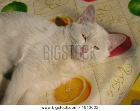 Lat katt