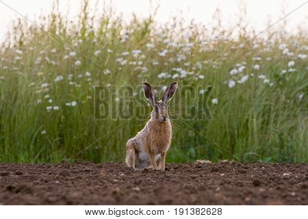 European Brown Hare (lepus Europaeus) In Ploughed Field