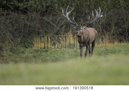 Red deer, majestic powerful adult red deer stag outside forest, animal in the grass, nature habitat, Czech republic. Beautiful scene from european nature.