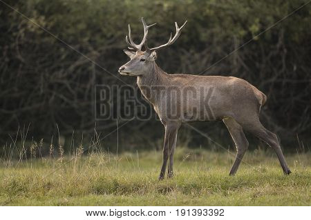 Big and beautiful red deer during the deer rut in the nature habitat in Czech Republic, european wildlife, wild europa, deer rut.