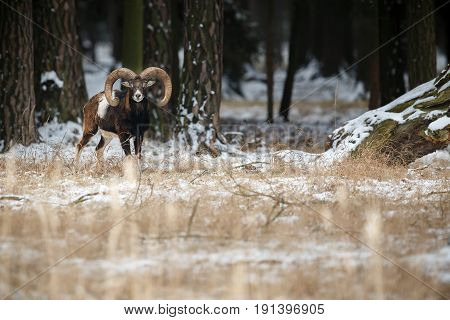 Big european moufflon in the forest,wild animal in the nature habitat, Czech Republic, Ovis orientalis orientalis