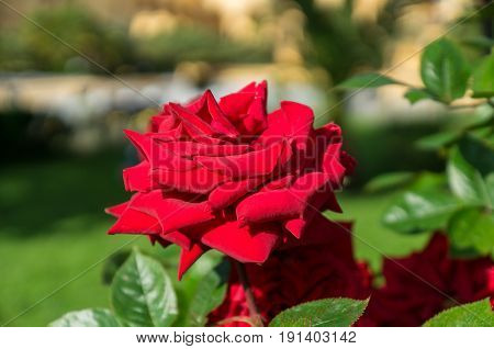 Beautiful red rose flower on a brunchin the garden close up horizontal day light selective focus.