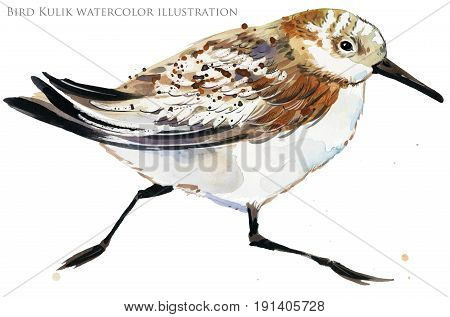 watercolor sea bird. Sandpiper bird isolate illustration