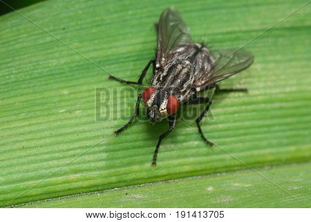 ordinary fly on a blade of grass, facette eyes. creepy insect