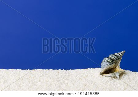 Sea snail shell on white sand with ultramarine background. Small, dark gray colored, spirally coiled shell of a seawater snail with the little lid, called operculum. Macro photo.
