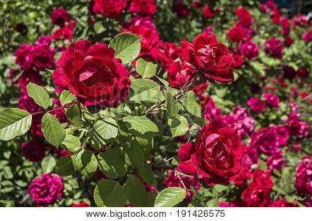 Rose tree, most beautiful roses, rose flowers, colorful colored roses, love symbol roses,