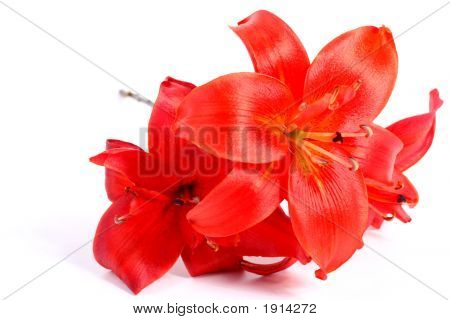 Redlilys