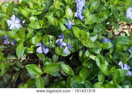 Pale Purple Flowers Of Vinca Minor In April