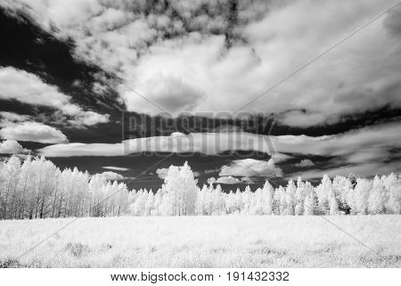 Countryside Fields In Summer. Infrared Image