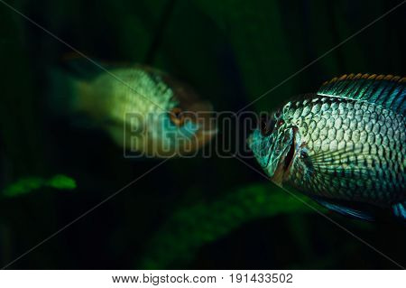 The fish sees its reflection in the glass to the aquarium. Nannacara.