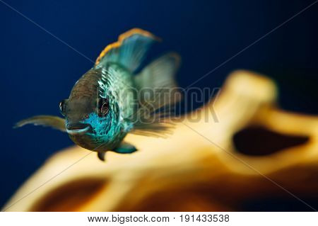 Nannacara. Blue fish in the background of a decorative ship. Ceramics. Yellow.