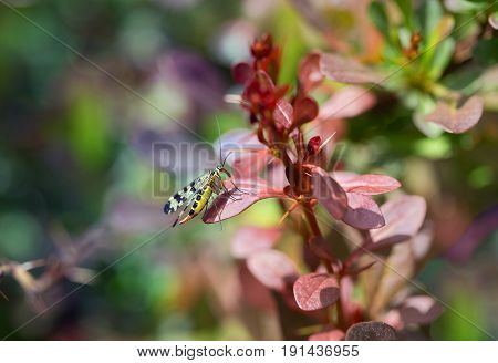 Mecoptera is sitting on the leaf barberry