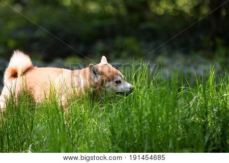close up on Japanease dog shiba inu eating grass