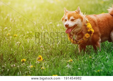Japanease Dog Shiba Inu Running On The Grass With Flower Wreath