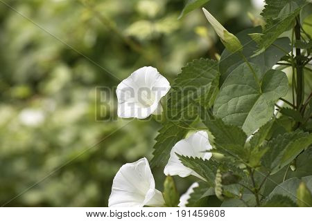 Detail Of Calystegia Sepium