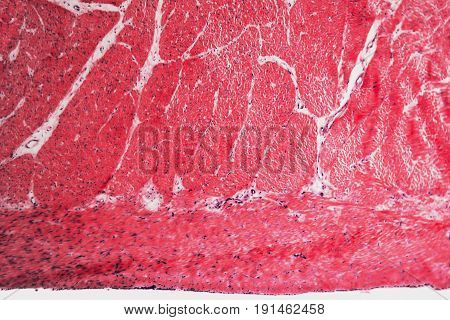Cell Pyloric Division Stomach Of The Dog