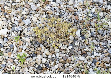 Weeds parasites pests dandelion grass in gravel before herbicide weedkiller weed whacker