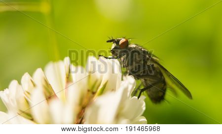 Flies on dandelion in macro photography. hite clover flower collecting pollen A four leaves clover.