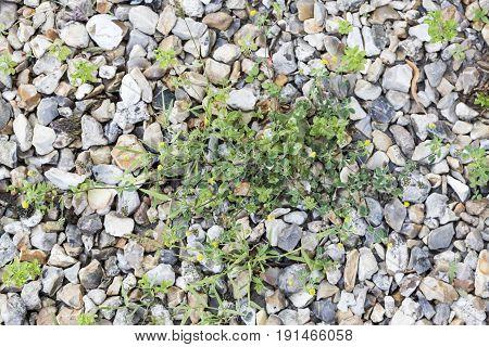 Weeds parasites pests dandelion grass in gravel before herbicide weedkiller weed whacker
