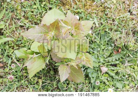 Weeds parasites pests dandelion in lawn grass before herbicide weedkiller weed whacker
