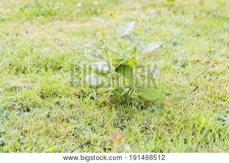 Weeds parasites pests dandelion in lawn grass before herbicide weedkiller weed whacker