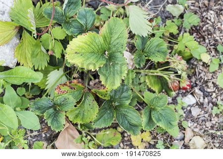 Weeds parasites pests dandelion in strawberry plants before herbicide weedkiller weed whacker