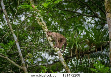 Wild Capuchin Monkey sitting over a branch, inside of the amazon rainforest in Cuyabeno National Park in Ecuador.