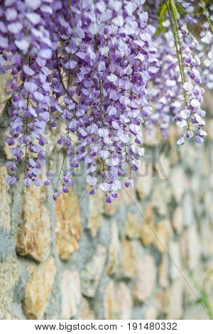 Chinese Wisteria and violet Wisteria Floribunda Macrobotrys